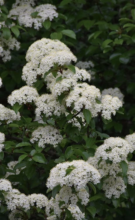 Blackhaw Viburnum - 3 Pack Of 1.5 Quart Pots 1 Blackhaw Viburnum - 3 Pack Of 1.5 Quart Pots