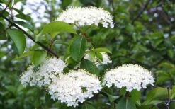 Blackhaw Viburnum - 3 Pack Of 1.5 Quart Pots 13 Blackhaw Viburnum - 3 Pack Of 1.5 Quart Pots -Wilson Bros Gardens Shop viburnum prunifolium black haw 4 3