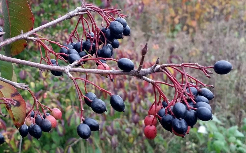Blackhaw Viburnum - 3 Pack Of 1.5 Quart Pots 5 Blackhaw Viburnum - 3 Pack Of 1.5 Quart Pots - Image 5