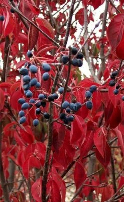 Blackhaw Viburnum - 3 Pack Of 1.5 Quart Pots 14 Blackhaw Viburnum - 3 Pack Of 1.5 Quart Pots -Wilson Bros Gardens Shop viburnum prunifolium black haw 6 3