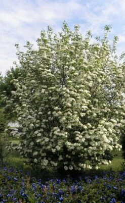 Blackhaw Viburnum - 3 Pack Of 1.5 Quart Pots 11 Blackhaw Viburnum - 3 Pack Of 1.5 Quart Pots -Wilson Bros Gardens Shop viburnum prunifolium black haw 7 3