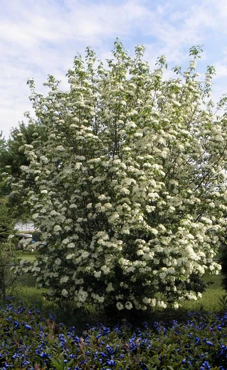 Blackhaw Viburnum - 3 Pack Of 1.5 Quart Pots 4 Blackhaw Viburnum - 3 Pack Of 1.5 Quart Pots - Image 4