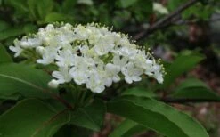 Blackhaw Viburnum - 3 Pack Of 1.5 Quart Pots 15 Blackhaw Viburnum - 3 Pack Of 1.5 Quart Pots -Wilson Bros Gardens Shop viburnum prunifolium black haw 9 3
