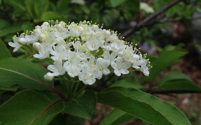 Blackhaw Viburnum - 3 Pack Of 1.5 Quart Pots 8 Blackhaw Viburnum - 3 Pack Of 1.5 Quart Pots - Image 8