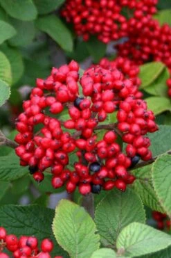 Alleghany Viburnum - 1 Gallon Pot -Wilson Bros Gardens Shop viburnum rhytidophylloides alleghany 4