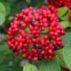 Red Balloon Viburnum - 3 Gallon Pot