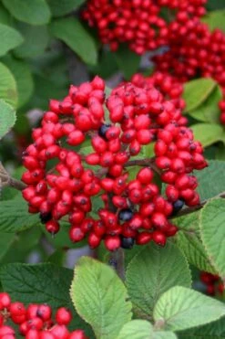 Red Balloon Viburnum - 3 Gallon Pot