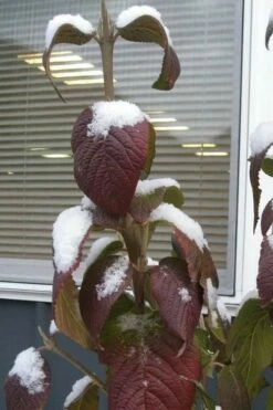 Red Balloon Viburnum - 3 Gallon Pot -Wilson Bros Gardens Shop viburnum rhytidophylloides red balloon 4