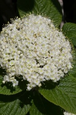 Red Balloon Viburnum - 3 Gallon Pot -Wilson Bros Gardens Shop viburnum rhytidophylloides red balloon 5