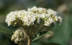 Willowwood Viburnum - 3 Gallon Pot -Wilson Bros Gardens Shop viburnum rhytidophylloides willowwood 2