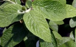 Willowwood Viburnum - 3 Gallon Pot -Wilson Bros Gardens Shop viburnum rhytidophylloides willowwood 3