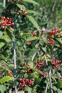 Willowwood Viburnum - 3 Gallon Pot -Wilson Bros Gardens Shop viburnum rhytidophylloides willowwood 5