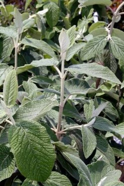 Willowwood Viburnum - 3 Gallon Pot -Wilson Bros Gardens Shop viburnum rhytidophylloides willowwood 6