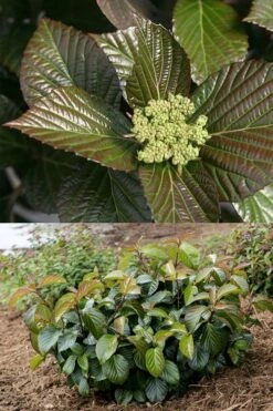 Shiny Dancer Viburnum - 2 Gallon Pot -Wilson Bros Gardens Shop viburnum shiny dancer 27