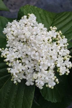 Shiny Dancer Viburnum - 2 Gallon Pot -Wilson Bros Gardens Shop viburnum shiny dancer 4 500x750 1