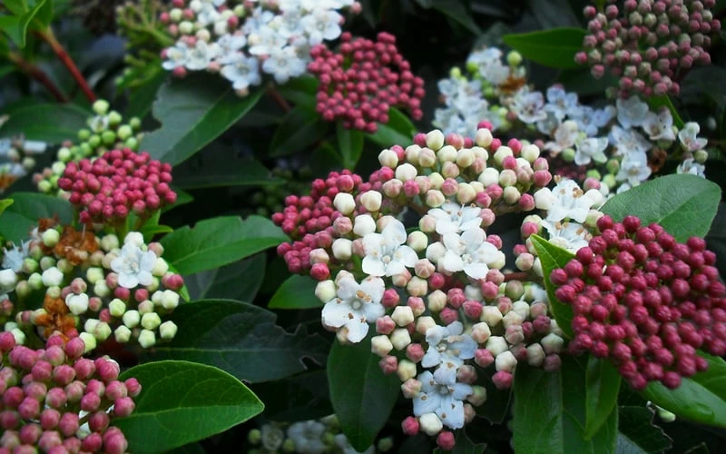 Spring Bouquet Viburnum - 3 Gallon Pot 7 Spring Bouquet Viburnum - 3 Gallon Pot - Image 7