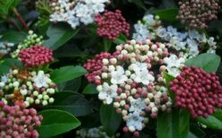 Spring Bouquet Viburnum - 6 Pack Of 1 Gallon Pots -Wilson Bros Gardens Shop viburnum spring bouquet 800x500 3