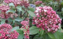 Spirit Viburnum - 3 Gallon Pot -Wilson Bros Gardens Shop viburnum tinus spirit 2