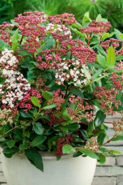 Spirit Viburnum - 3 Gallon Pot -Wilson Bros Gardens Shop viburnum tinus spirit 4