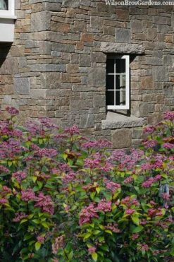 Spirit Viburnum - 3 Gallon Pot -Wilson Bros Gardens Shop viburnum tinus spirit 7