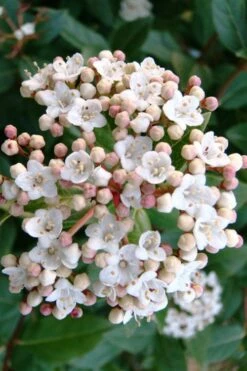 Spring Bouquet Viburnum - 3 Gallon Pot 10 Spring Bouquet Viburnum - 3 Gallon Pot -Wilson Bros Gardens Shop viburnum tinus spring bouquet 1 1