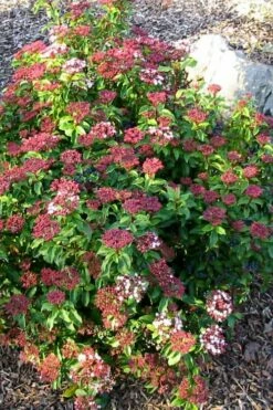 Spring Bouquet Viburnum - 6 Pack Of 1 Gallon Pots -Wilson Bros Gardens Shop viburnum tinus spring bouquet 2 2