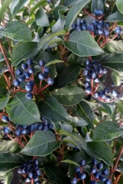 Spring Bouquet Viburnum - 6 Pack Of 1 Gallon Pots -Wilson Bros Gardens Shop viburnum tinus spring bouquet 5 2