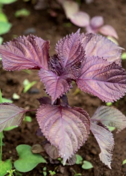 Vietnamese Perilla, Lá Tía Tô (Perilla Frutescens) -Wilson Bros Gardens Shop vietnamese perilla plants for sale SowExotic.com