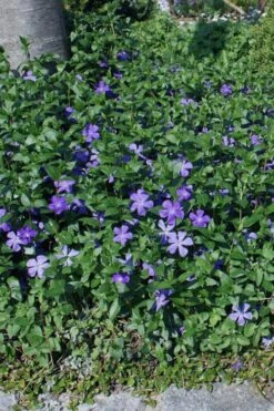 Bigleaf Periwinkle (Vinca Major) - 6 Pack Of Pint Pots -Wilson Bros Gardens Shop vinca major bigleaf periwinkle 10