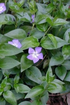 Bigleaf Periwinkle (Vinca Major) - 10 Pack Of Pint Pots -Wilson Bros Gardens Shop vinca major bigleaf periwinkle 12 3