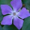 Bigleaf Periwinkle (Vinca Major) - 8 Pack Of 2.5" Pots