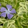 Expoflora Variegated Bigleaf Periwinkle (Vinca Major) - 6 Pack Of Pint Pots