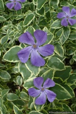 Variegated Bigleaf Periwinkle (Vinca Major 'Variegata') - 6 Pack Of Pint Pots -Wilson Bros Gardens Shop vinca major variegata big leaf periwinkle 10 1