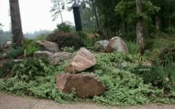 Variegated Bigleaf Periwinkle (Vinca Major 'Variegata') - 18 Pack Of Pint Pots -Wilson Bros Gardens Shop vinca major variegata big leaf periwinkle 12