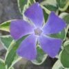 Variegated Bigleaf Periwinkle (Vinca Major 'Variegata') - 18 Pack Of Pint Pots