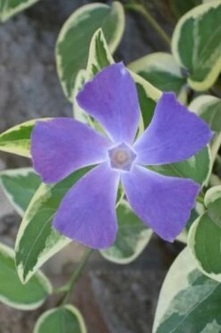 Variegated Bigleaf Periwinkle (Vinca Major 'Variegata') - 18 Pack Of Pint Pots