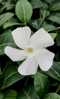 White Evergreen Periwinkle (Vinca Minor 'Alba') - 5 Pack Of Pint Pots -Wilson Bros Gardens Shop vinca minor alba white evergreen periwinkle 1