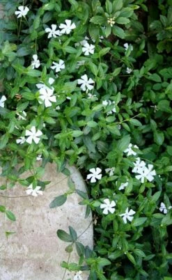 White Evergreen Periwinkle (Vinca Minor 'Alba') - 5 Pack Of Pint Pots -Wilson Bros Gardens Shop vinca minor alba white evergreen periwinkle 2