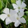 White Evergreen Periwinkle (Vinca Minor 'Alba') - 5 Pack Of Pint Pots
