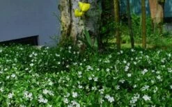 White Evergreen Periwinkle (Vinca Minor 'Alba') - 5 Pack Of Pint Pots -Wilson Bros Gardens Shop vinca minor alba white evergreen periwinkle 6