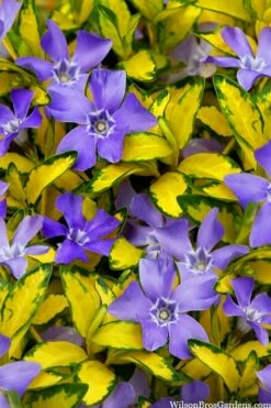 Illumination Variegated Periwinkle (Vinca Minor) - 5 Pack Of Pint Pots -Wilson Bros Gardens Shop vinca minor illumination 10 2