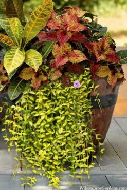 Illumination Variegated Periwinkle (Vinca Minor) - 5 Pack Of Pint Pots -Wilson Bros Gardens Shop vinca minor illumination 7 2