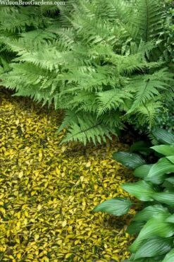 Illumination Variegated Periwinkle (Vinca Minor) - 5 Pack Of Pint Pots -Wilson Bros Gardens Shop vinca minor illumination 8 2