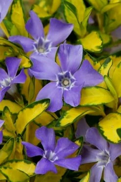 Illumination Variegated Periwinkle (Vinca Minor) - 6 Pack Of Pint Pots