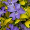 Illumination Variegated Periwinkle (Vinca Minor) - 5 Pack Of Pint Pots