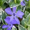 Ralph Shugert Variegated Periwinkle - Vinca Minor - 18 Pack Of Pint Pots