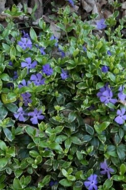 Ralph Shugert Variegated Periwinkle (Vinca Minor) - 10 Pack Of Pint Pots -Wilson Bros Gardens Shop vinca minor ralph shugert variegated evergreen periwinkle 4 3