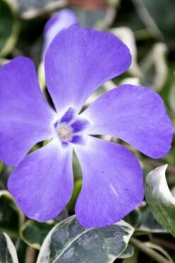 Ralph Shugert Variegated Periwinkle - Vinca Minor - 18 Pack Of Pint Pots -Wilson Bros Gardens Shop vinca minor ralph shugert variegated evergreen periwinkle 6 4