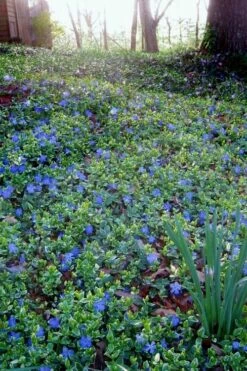 Ralph Shugert Variegated Periwinkle (Vinca Minor) - 10 Pack Of Pint Pots -Wilson Bros Gardens Shop vinca minor ralph shugert variegated evergreen periwinkle 7 3