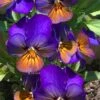 Celestial Northern Lights Hardy Viola - 5 Pack Of Quarts